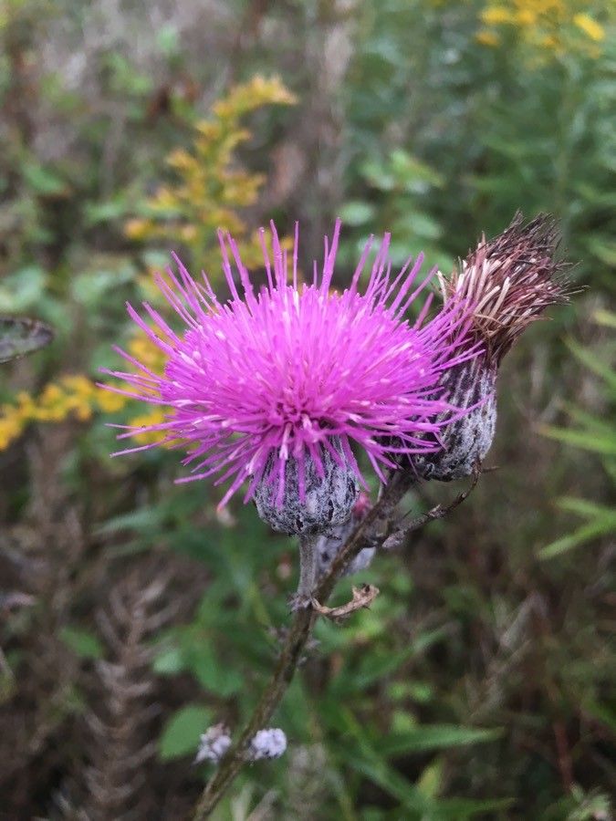 Cirsium muticum flower