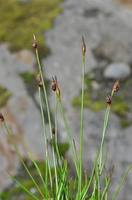 Juncus biglumis habit