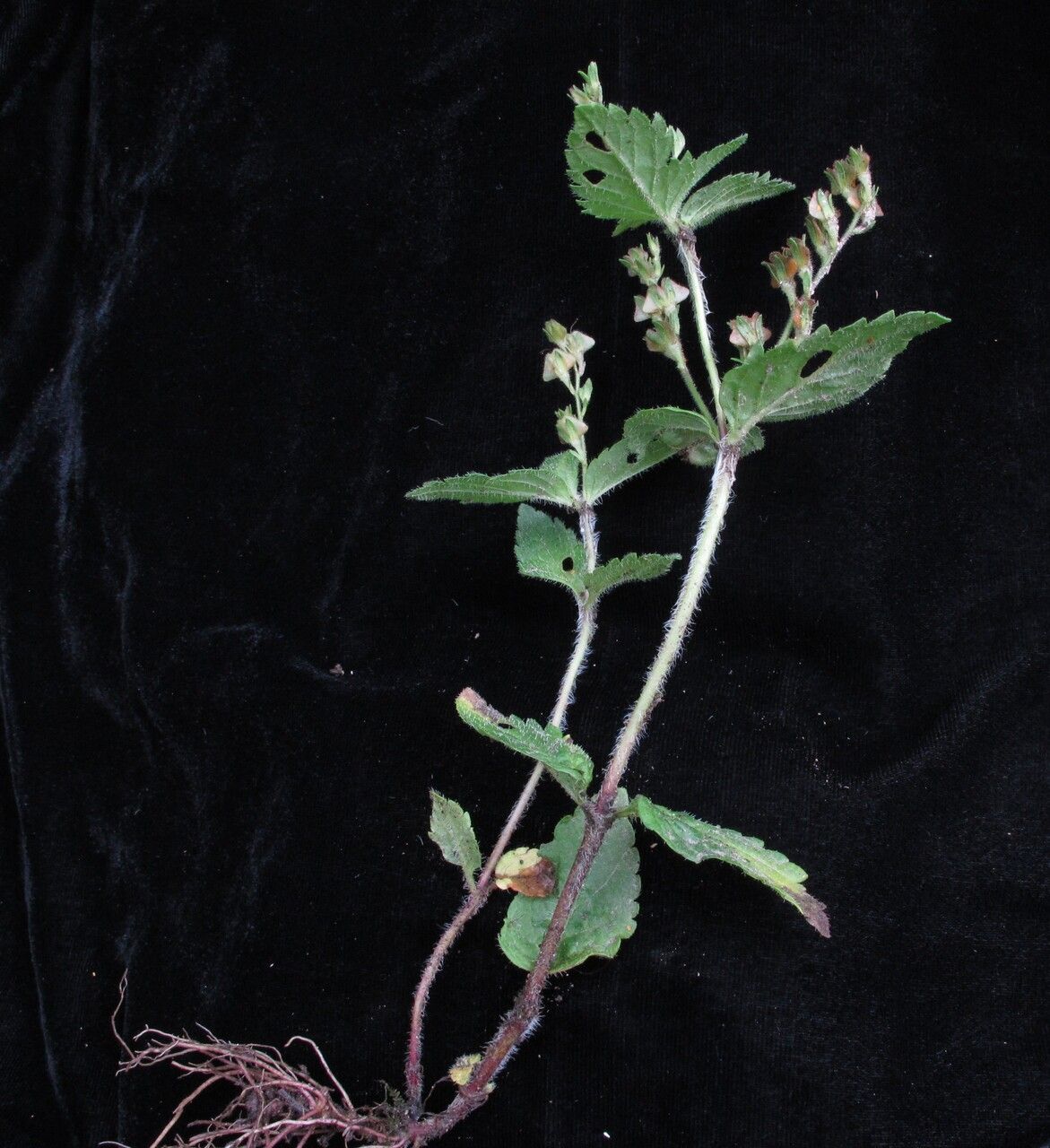 Veronica deltigera habit