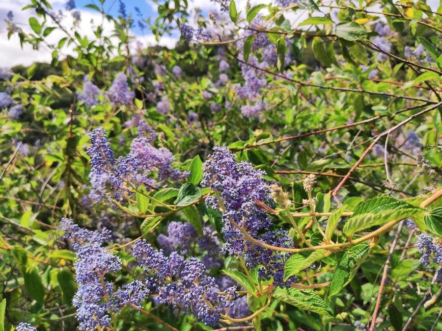 Ceanothus lemmonii — search result for 'Ceanothus'