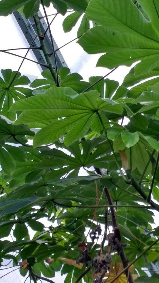 Cecropia peltata leaf