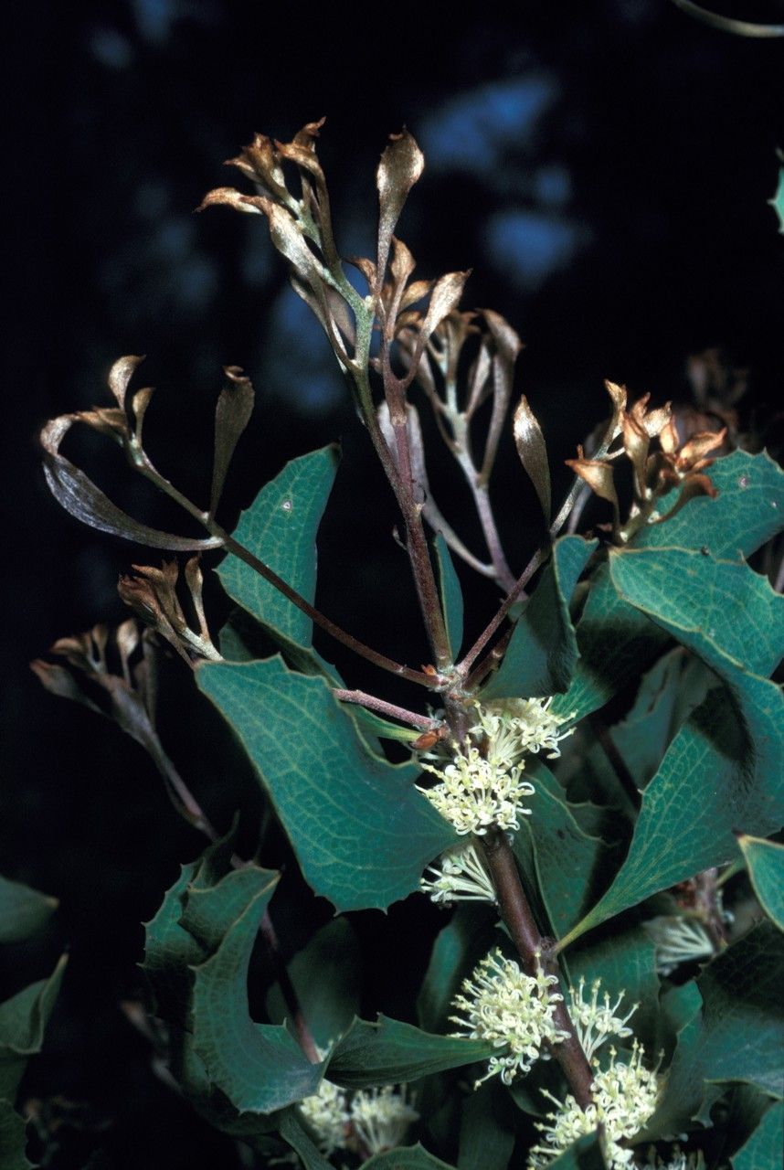 Hakea undulata — search result for 'Hakea'