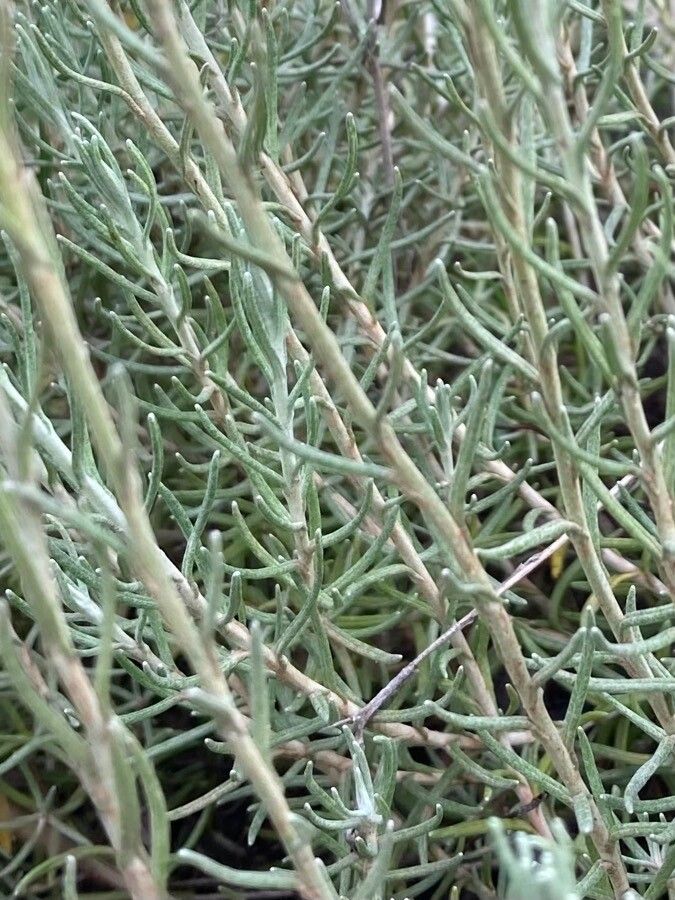 Helichrysum rupestre — search result for 'Helichrysum'