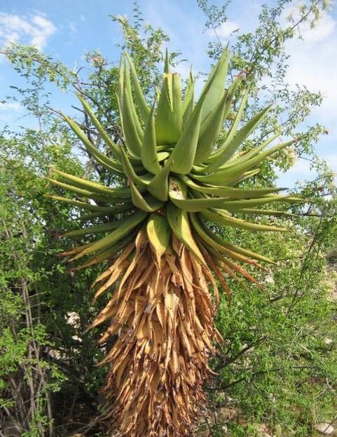 Aloe khamiesensis habit
