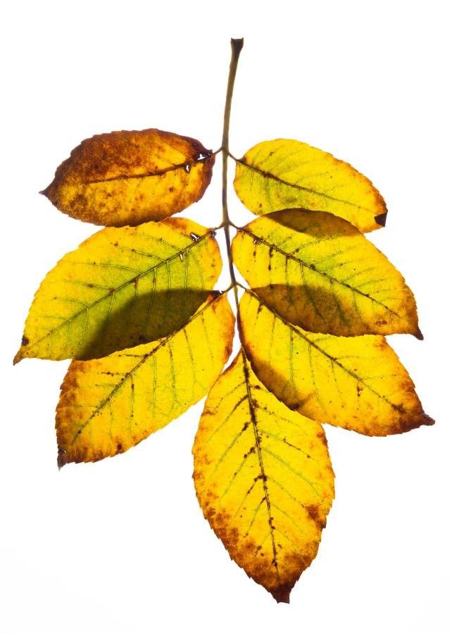 Fraxinus berlandieriana — search result for 'Fraxinus'