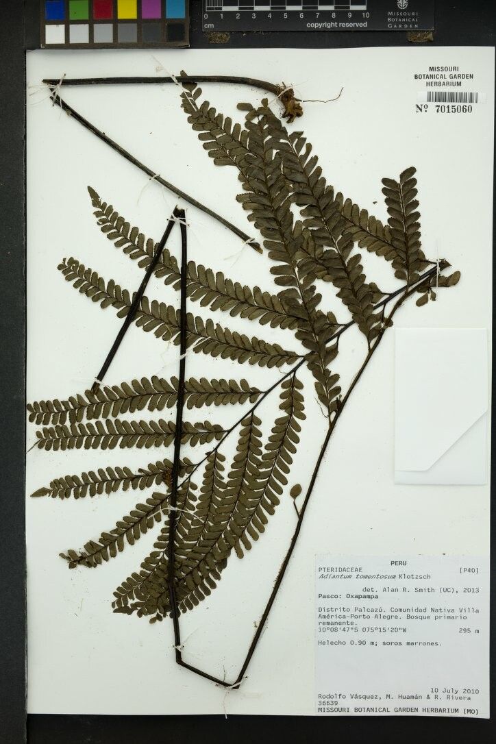 Adiantum tomentosum other