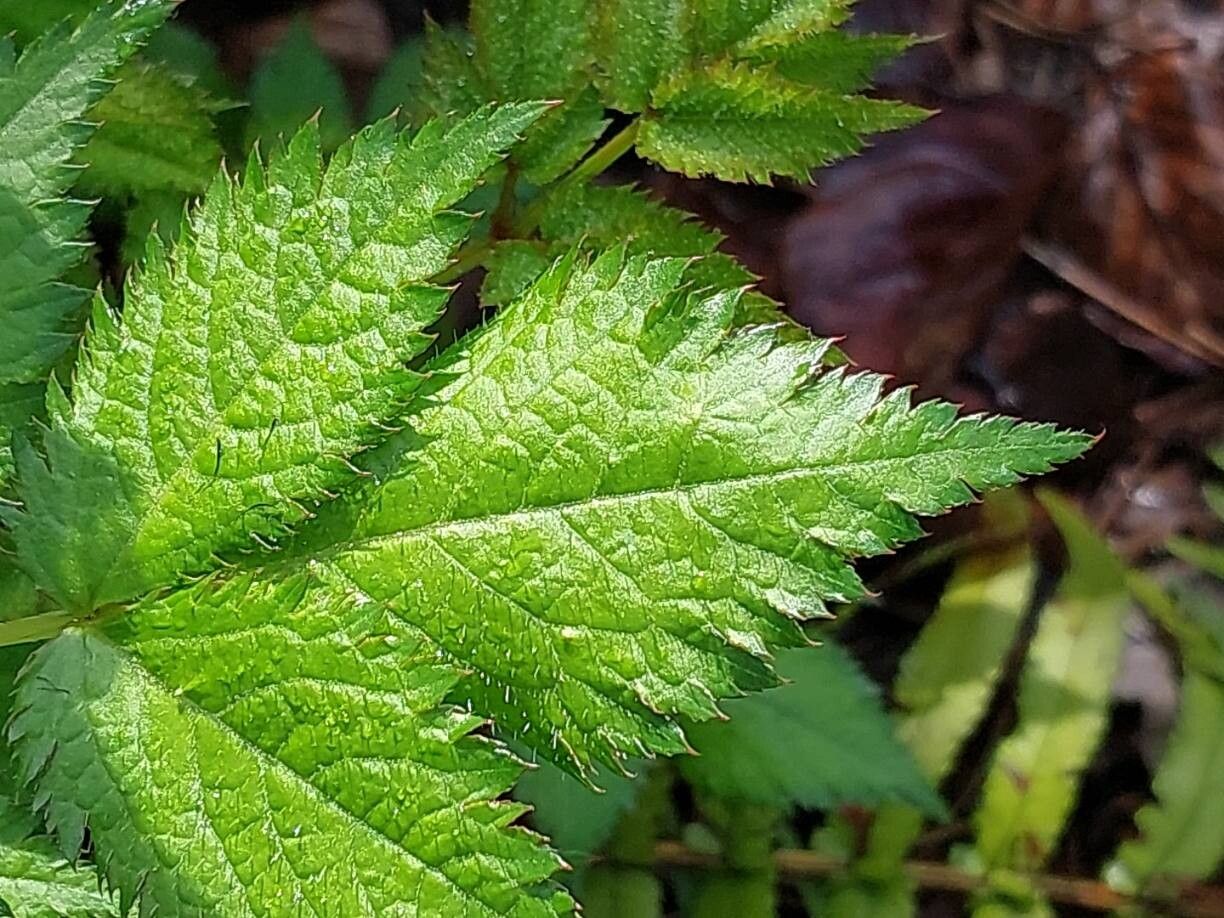 Astilbe macroflora — search result for 'Astilbe'