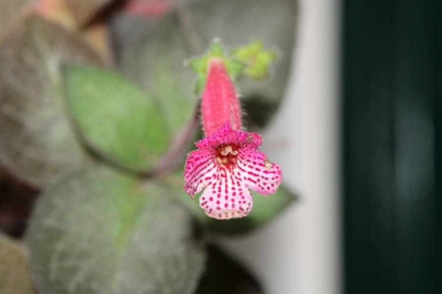 Kohleria amabilis flower