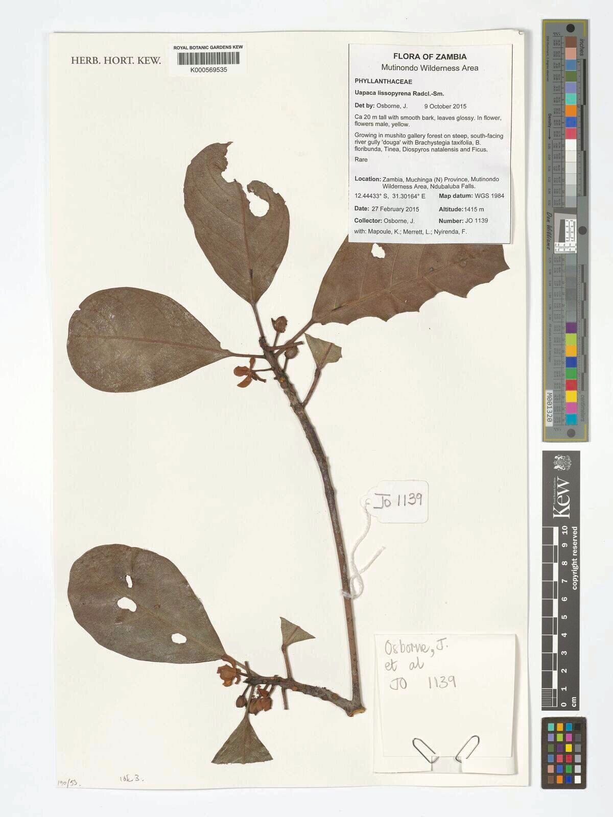 Uapaca lissopyrena — houseplant care guide