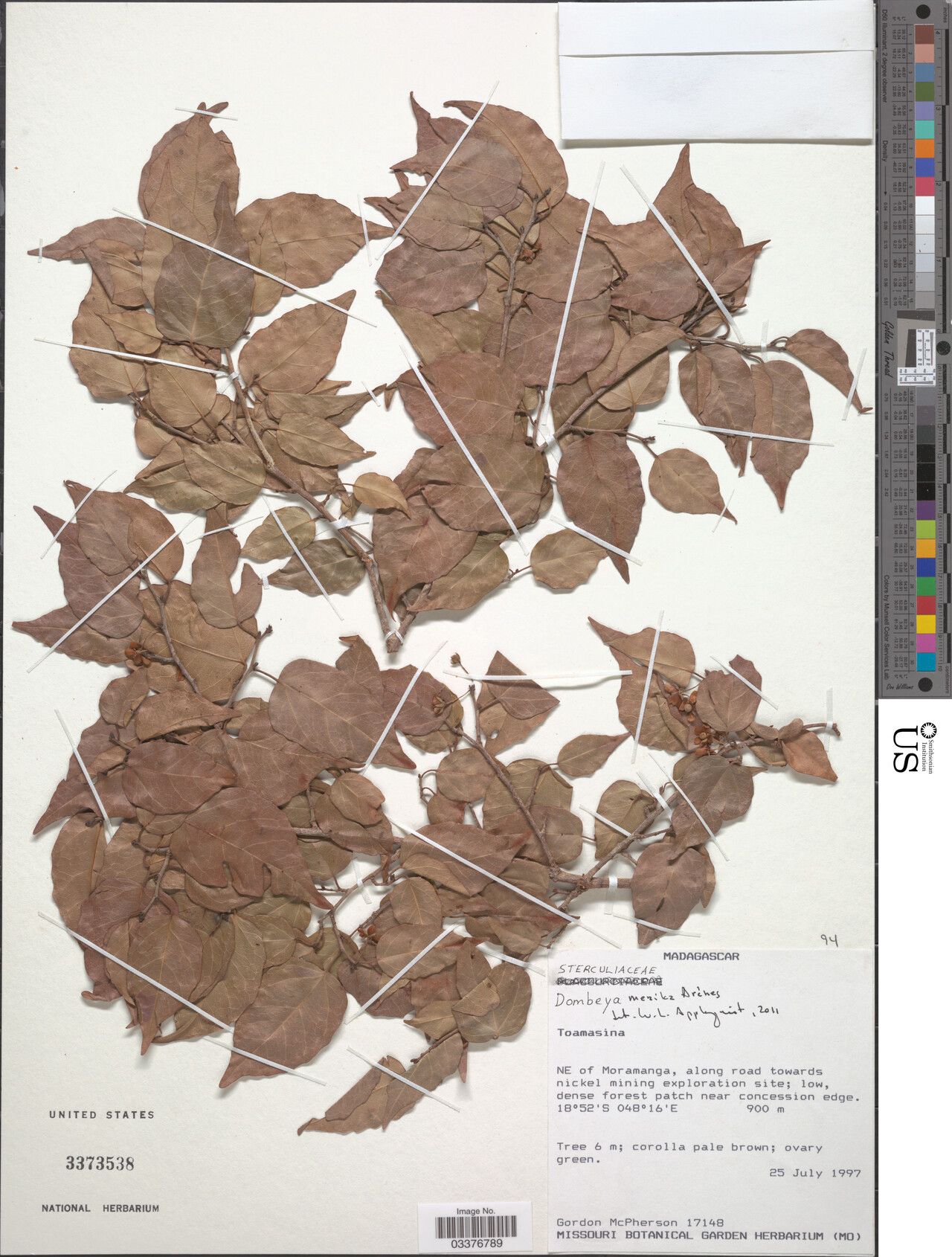 Dombeya merika — houseplant care guide