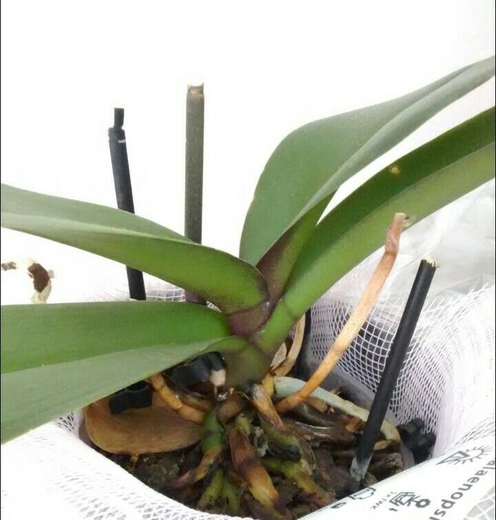 Phalaenopsis spp. — search result for 'India and China'