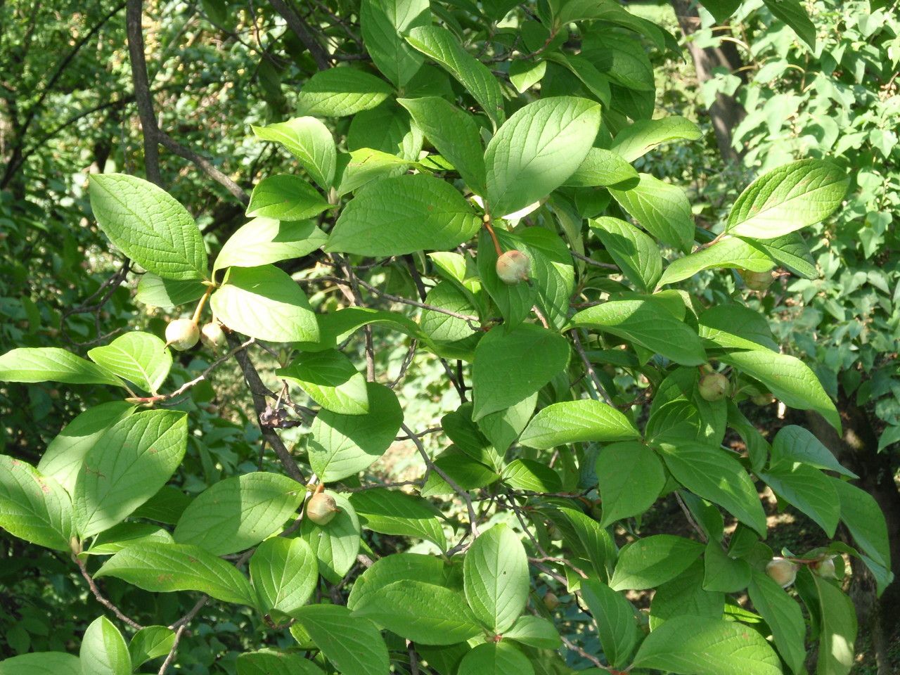 Stewartia pseudocamellia — search result for 'Camellia'
