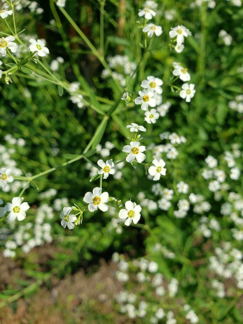 Euphorbia corollata flower