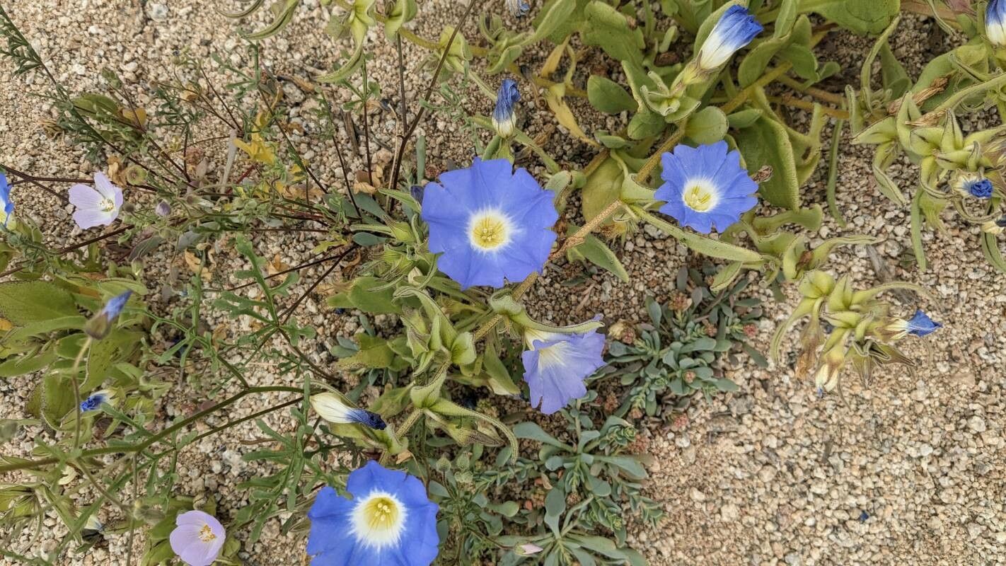 Nolana paradoxa flower