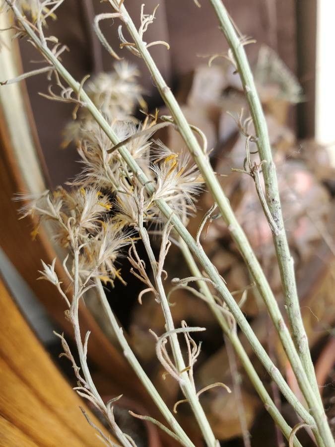 Tetradymia canescens leaf