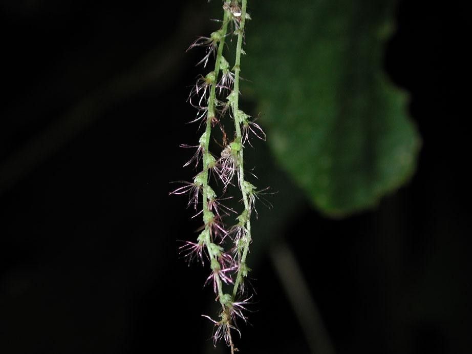 Acalypha villosa fruit