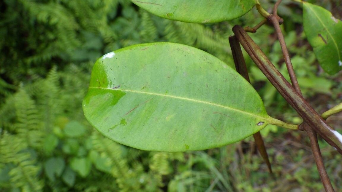 Secamone goyderi — houseplant care guide