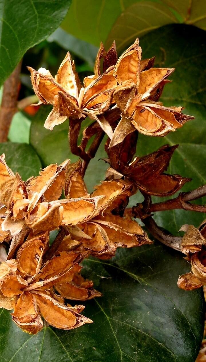 Hibiscus tiliaceus fruit