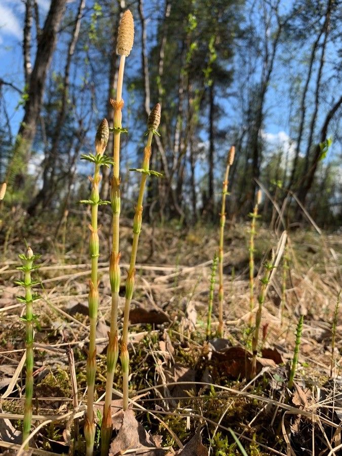 Equisetum sylvaticum flower