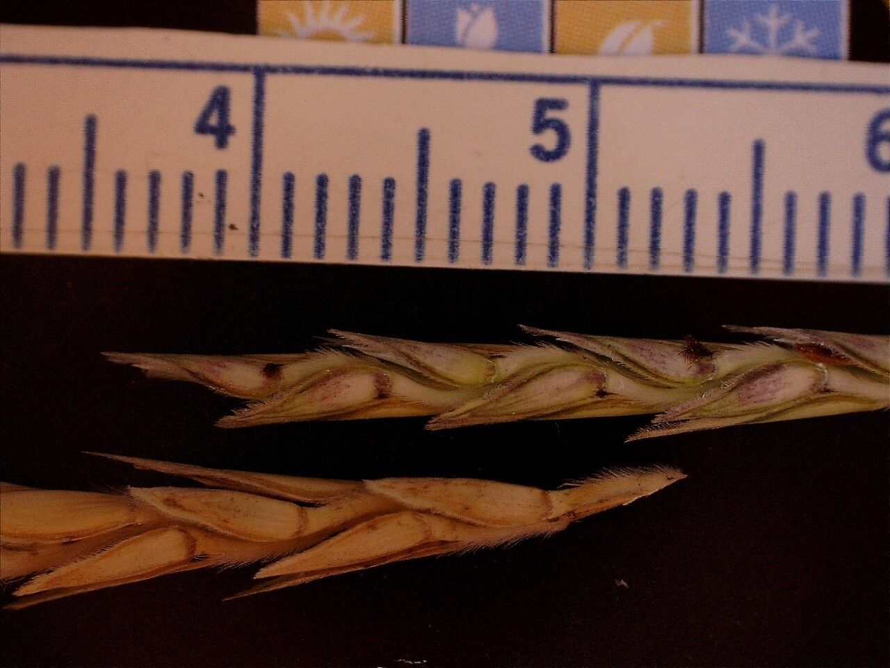 Elionurus tripsacoides fruit