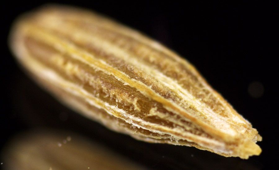 Cuminum cyminum fruit