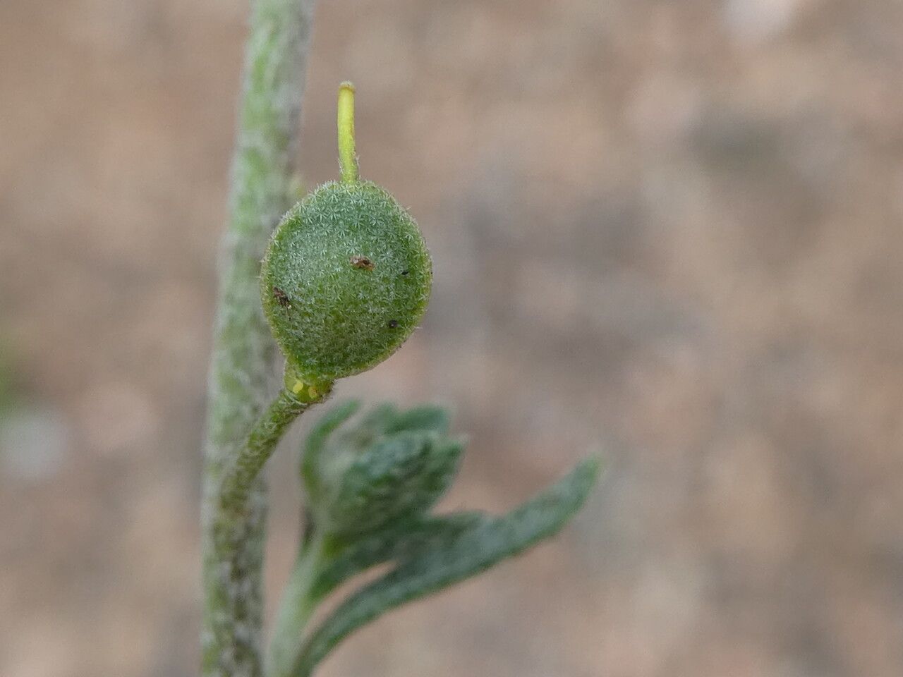 Alyssum montanum fruit