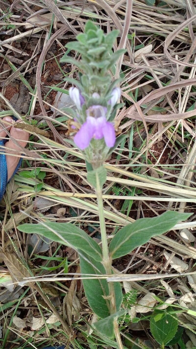 Justicia chrysotrichoma habit