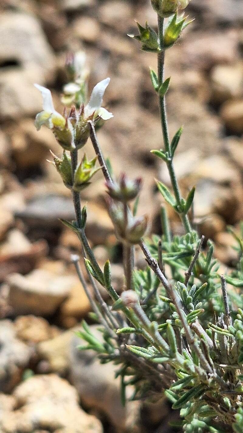 Sideritis bourgeana — related species from the same genus