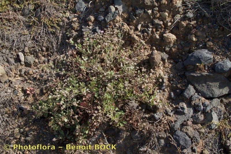 Limonium braunii habit