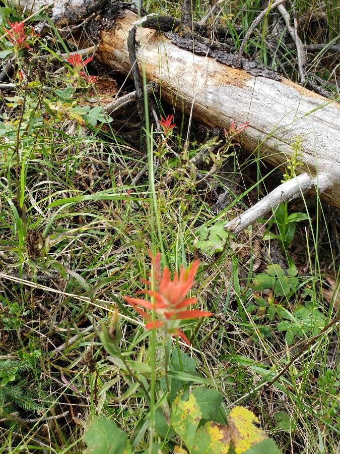 Castilleja miniata leaf