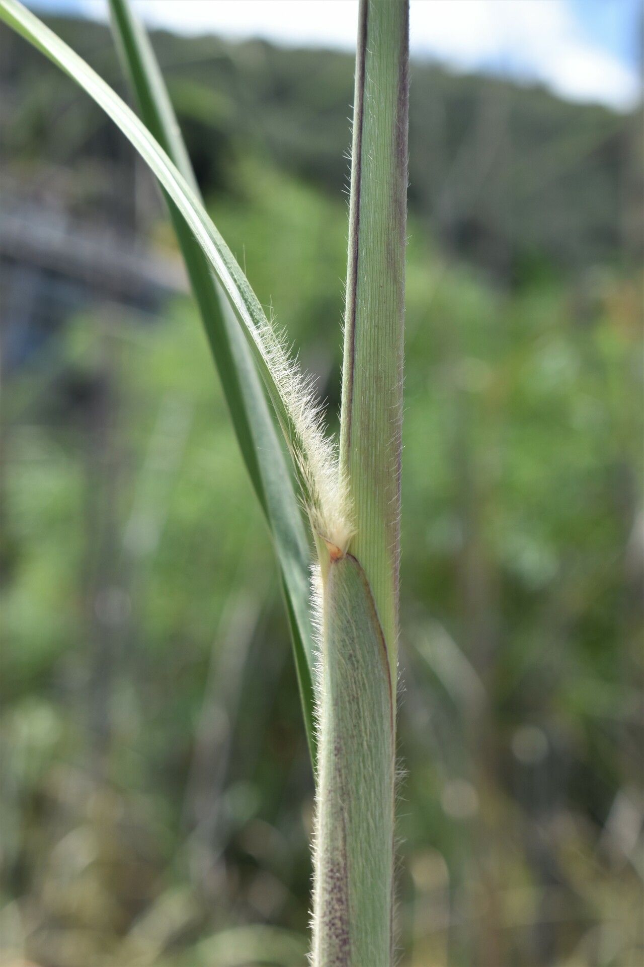 Tripidium ravennae — search result for 'Saccharum'