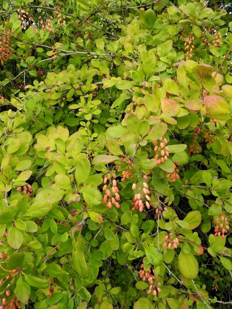 Berberis amurensis fruit
