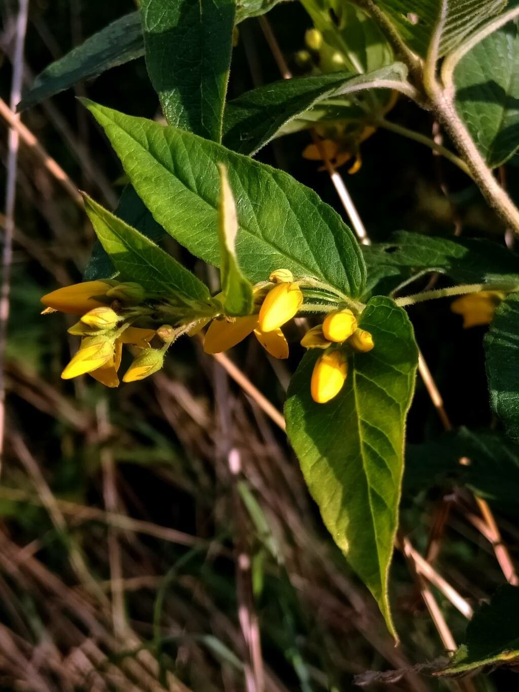 Lysimachia quadrifolia flower