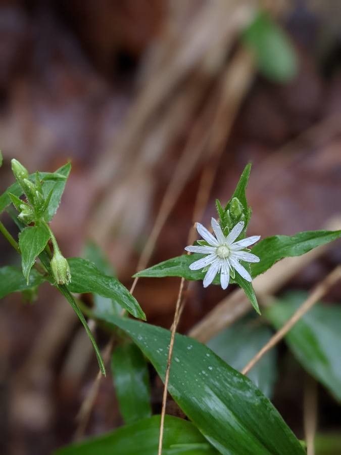 Stellaria pubera flower