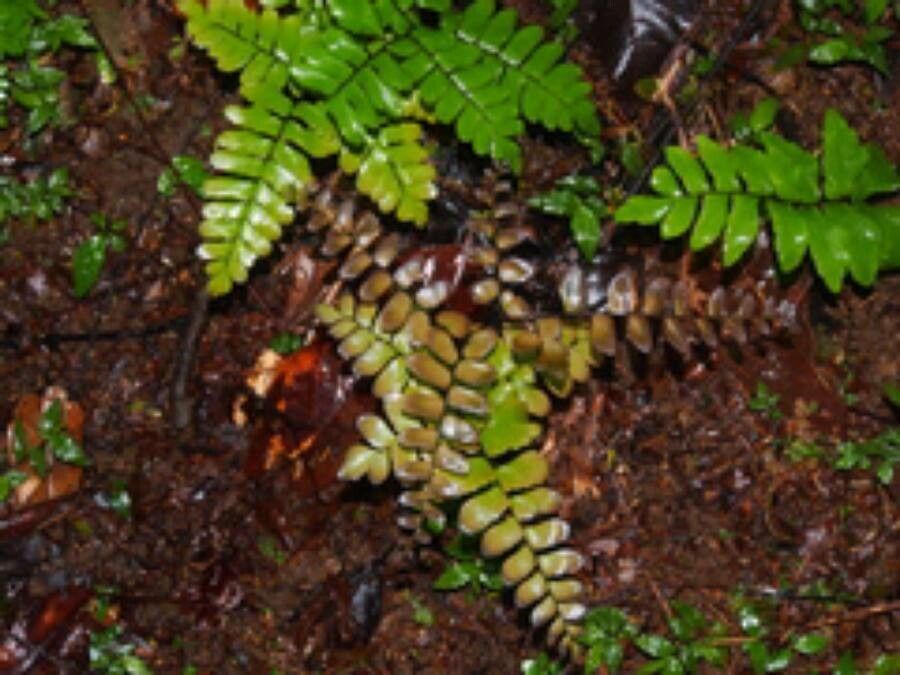 Adiantum latifolium leaf