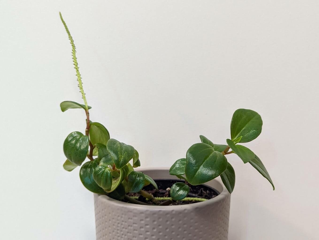 Peperomia mariannensis habit