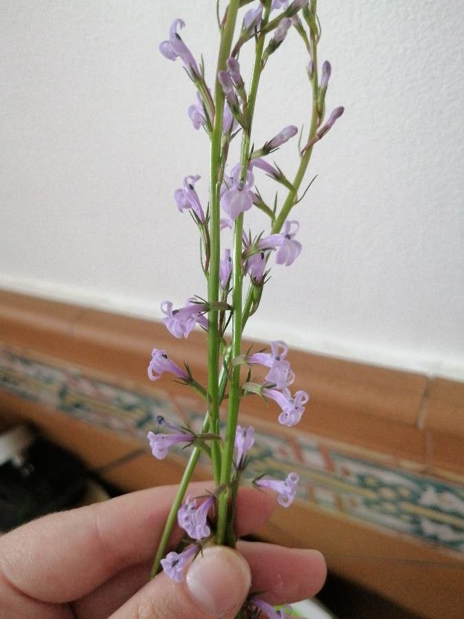 Lobelia urens fruit