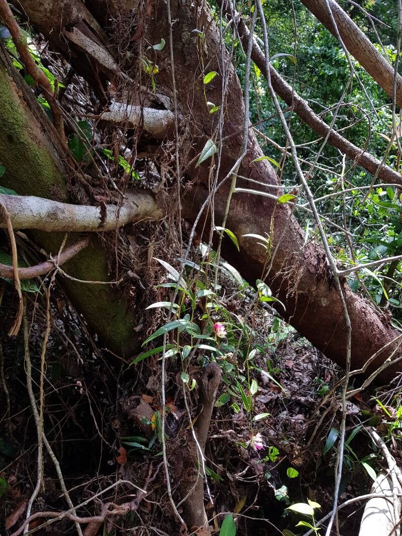 Cavendishia osaensis — houseplant care guide