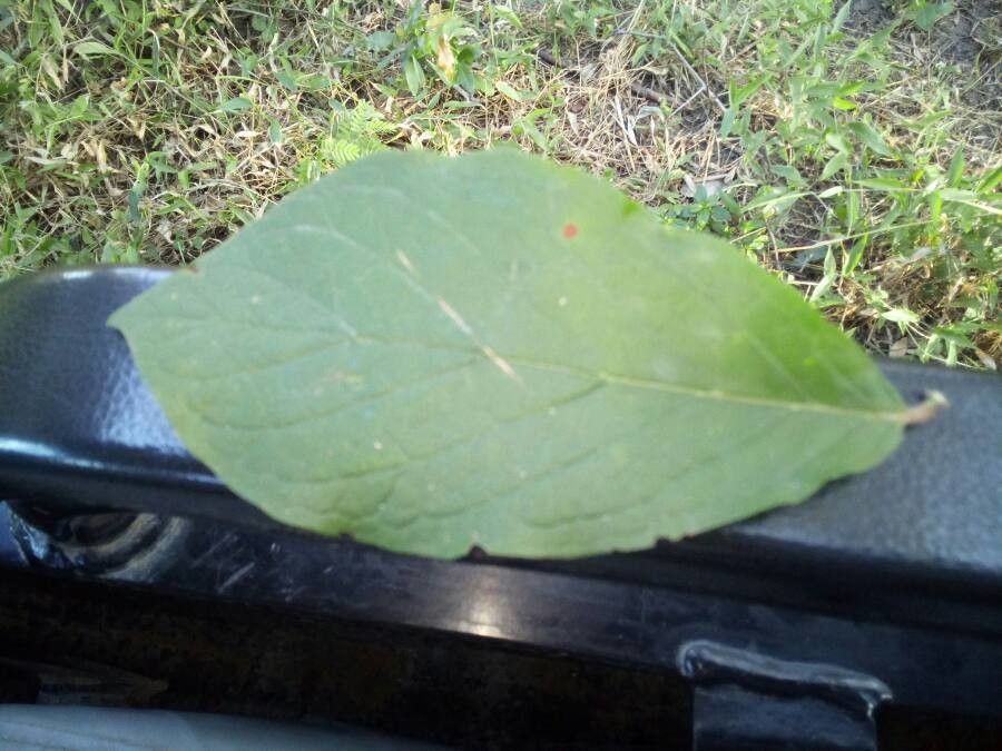 Feretia aeruginescens — related species from the same genus