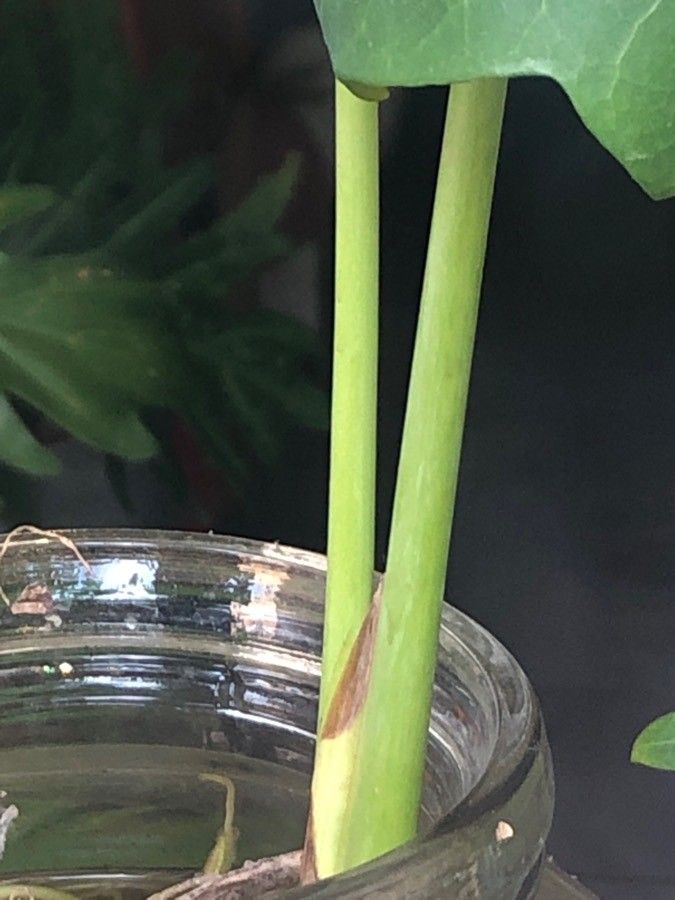 Philodendron hederaceum  var kirkbridei bark