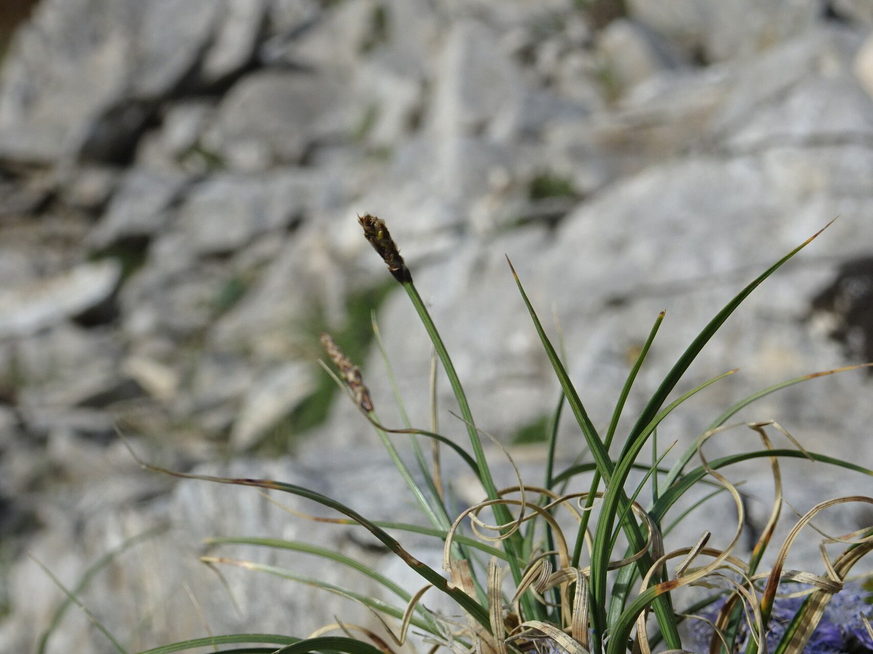 Carex rupestris flower