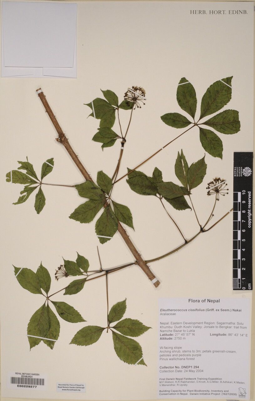 Eleutherococcus cissifolius other