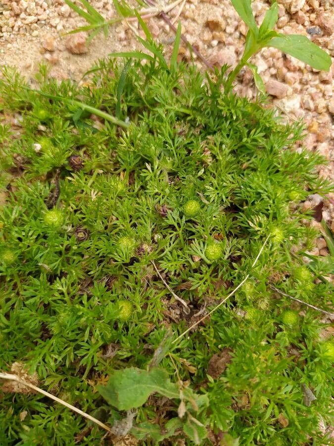 Soliva sessilis — search result for 'Fern'