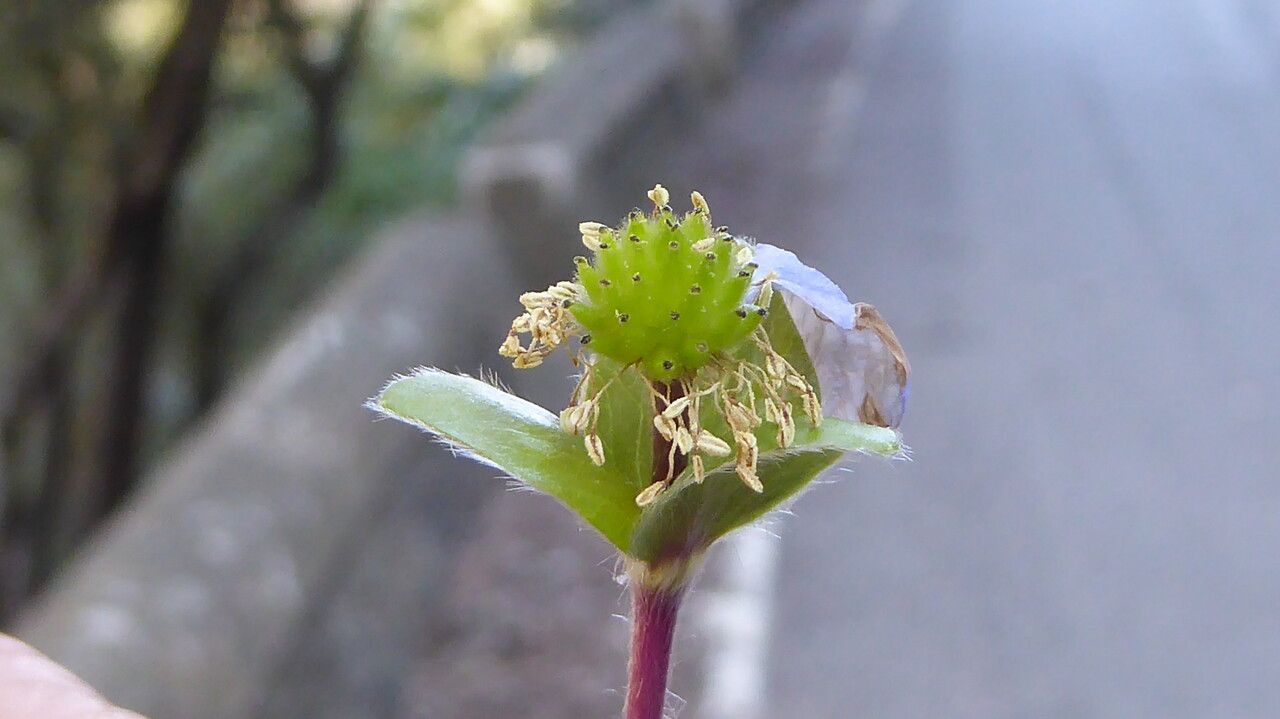 Anemone hepatica fruit