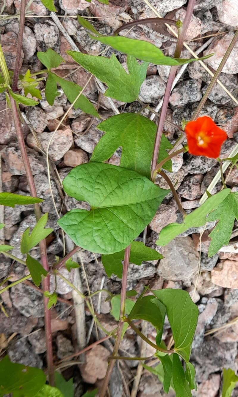 Ipomoea rubriflora habit
