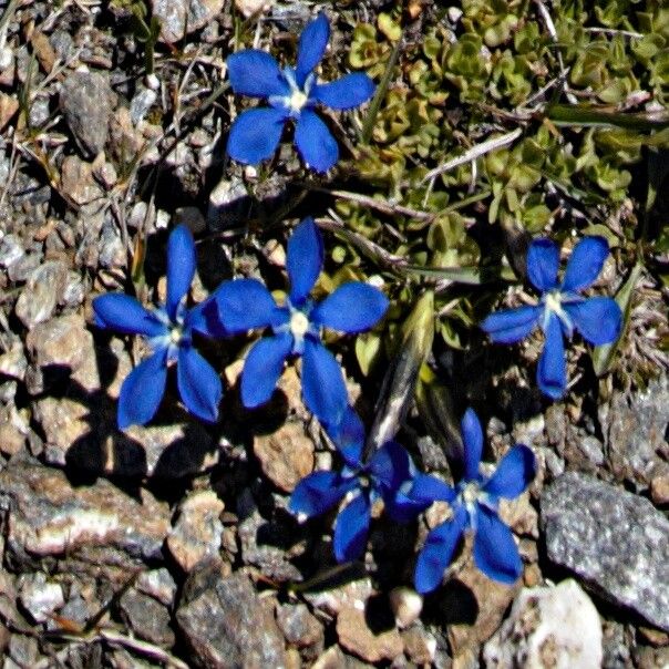 Gentiana brachyphylla flower