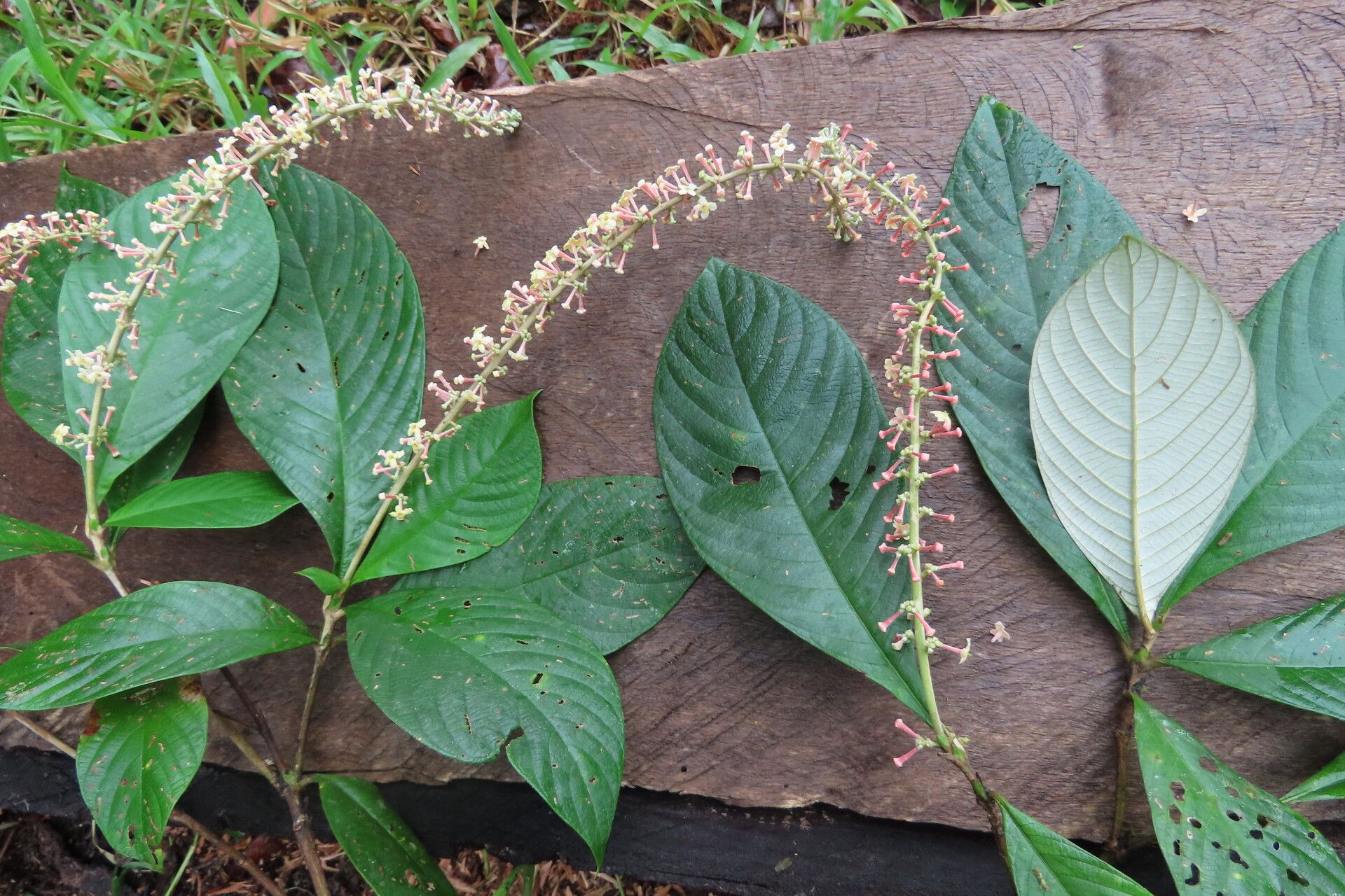 Arachnothryx buddleioides — related species from the same genus