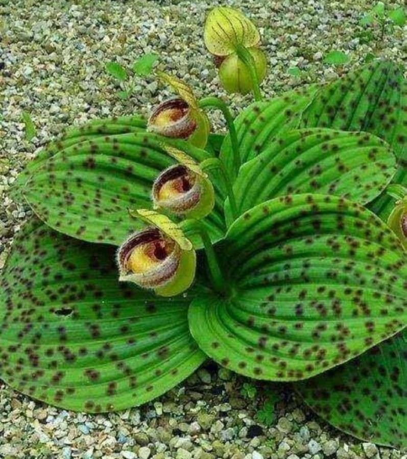 Cypripedium fargesii flower