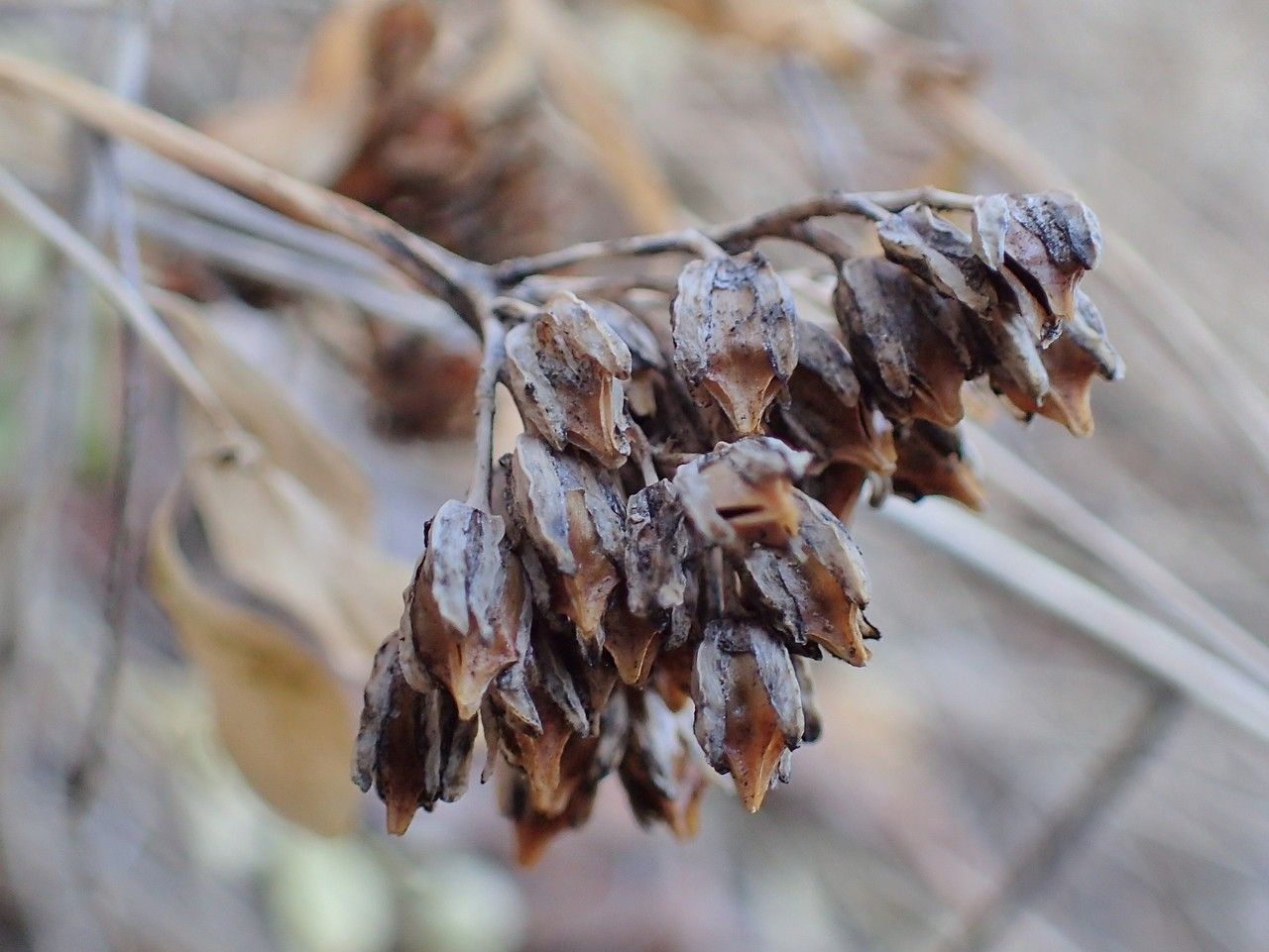 Hylotelephium anacampseros fruit