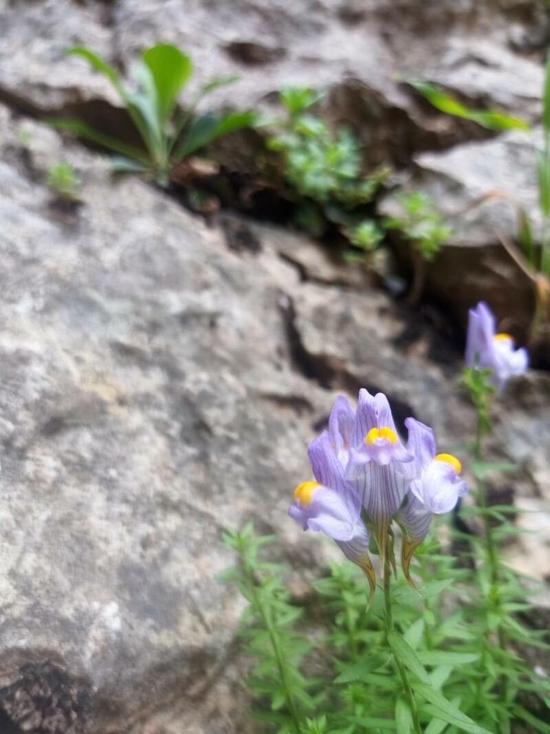 Linaria verticillata — search result for 'Linaria'